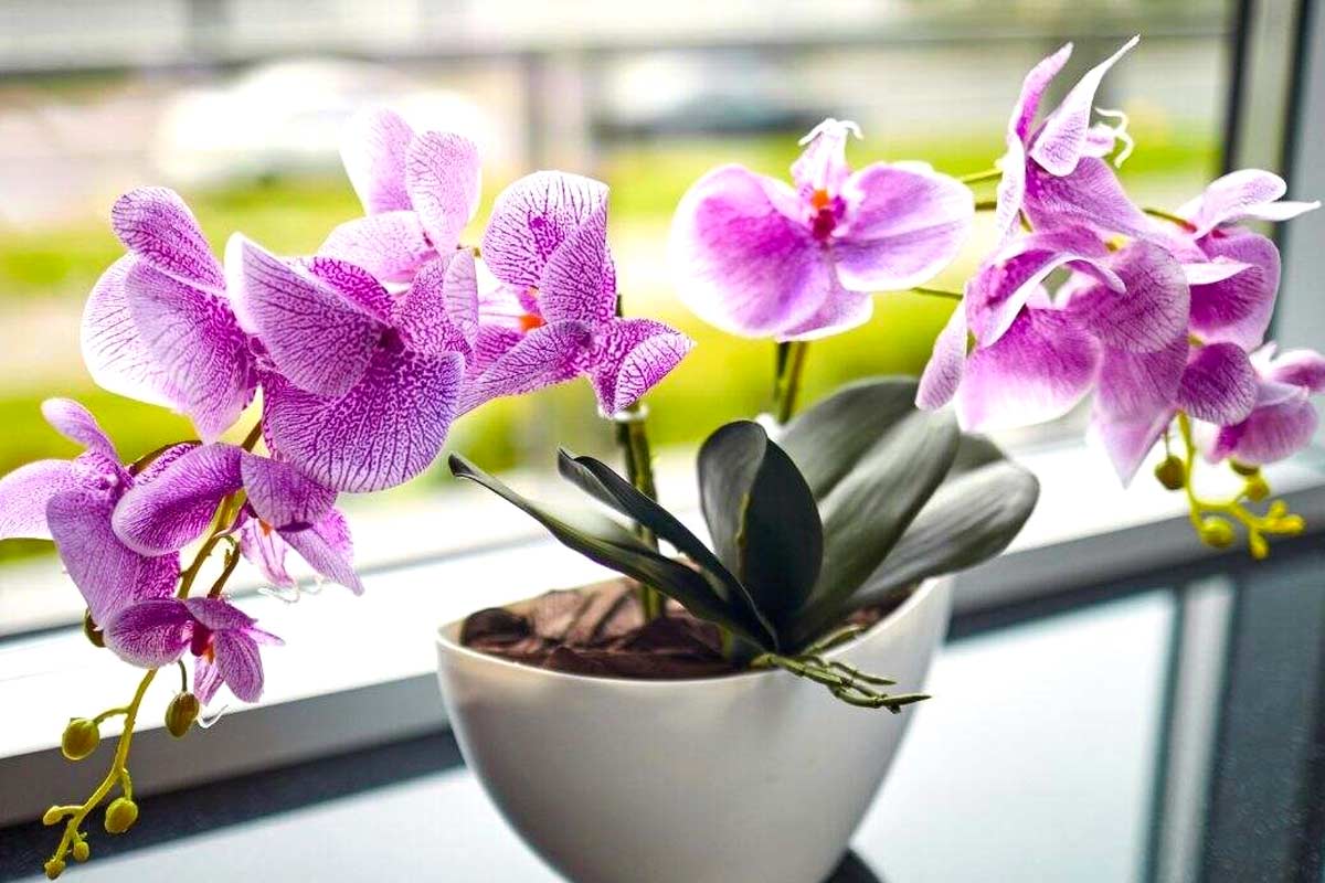 Trovare la luce giusta per una fioritura perfetta delle orchidee.