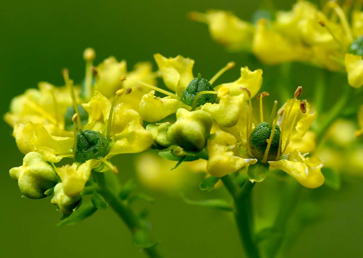 piante che vi aiuteranno a tenere lontane le formiche da casa