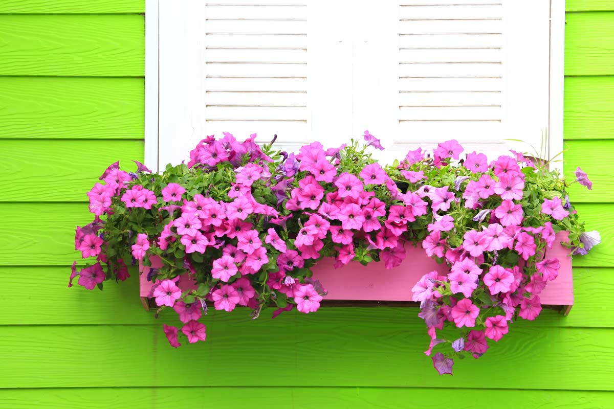 Piante colorate da mettere sul balcone per la bella stagione.