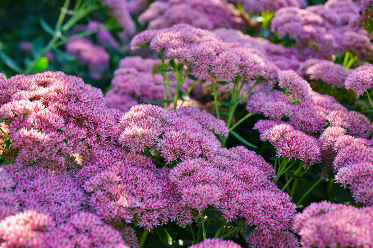 Piante grasse colorate che fioriscono in estate.