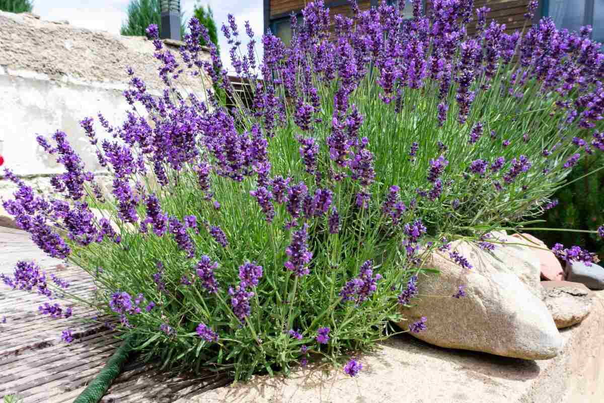 piante-piu-belle-da-far-crescere-sul-balcone