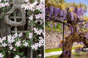 Piante rampicanti con fiori colorati per rendere il tuo giardino unico e magico piante-rampicanti-con-fiori-colorati