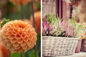 Le 7 piante più belle da far crescere sul proprio balcone: ispirazioni profumate e colorate piante_piu_belle_da_far_crescere_sul_balcone