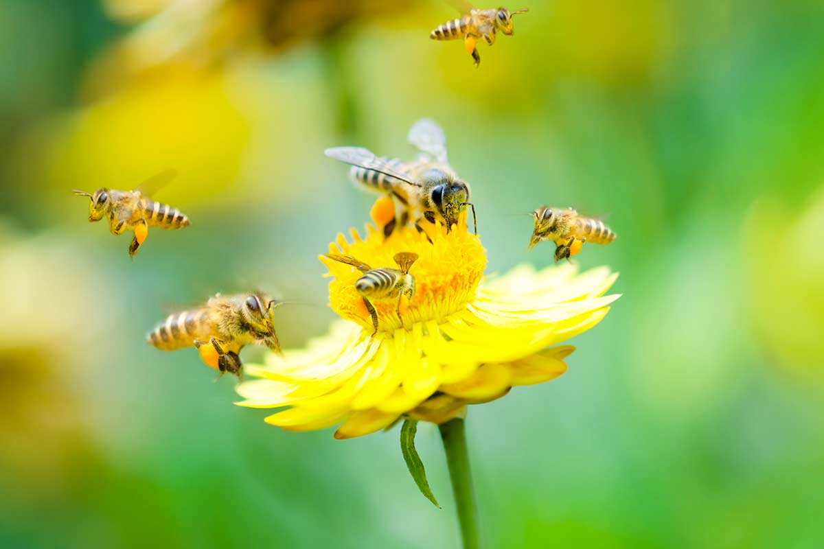 Rimedi naturali contro api, vespe e calabroni.