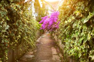Realizzare una piccola siepe di Bouganville: ecco le splendide ispirazioni per il giardino Realizzare una piccola siepe di Bouganville.
