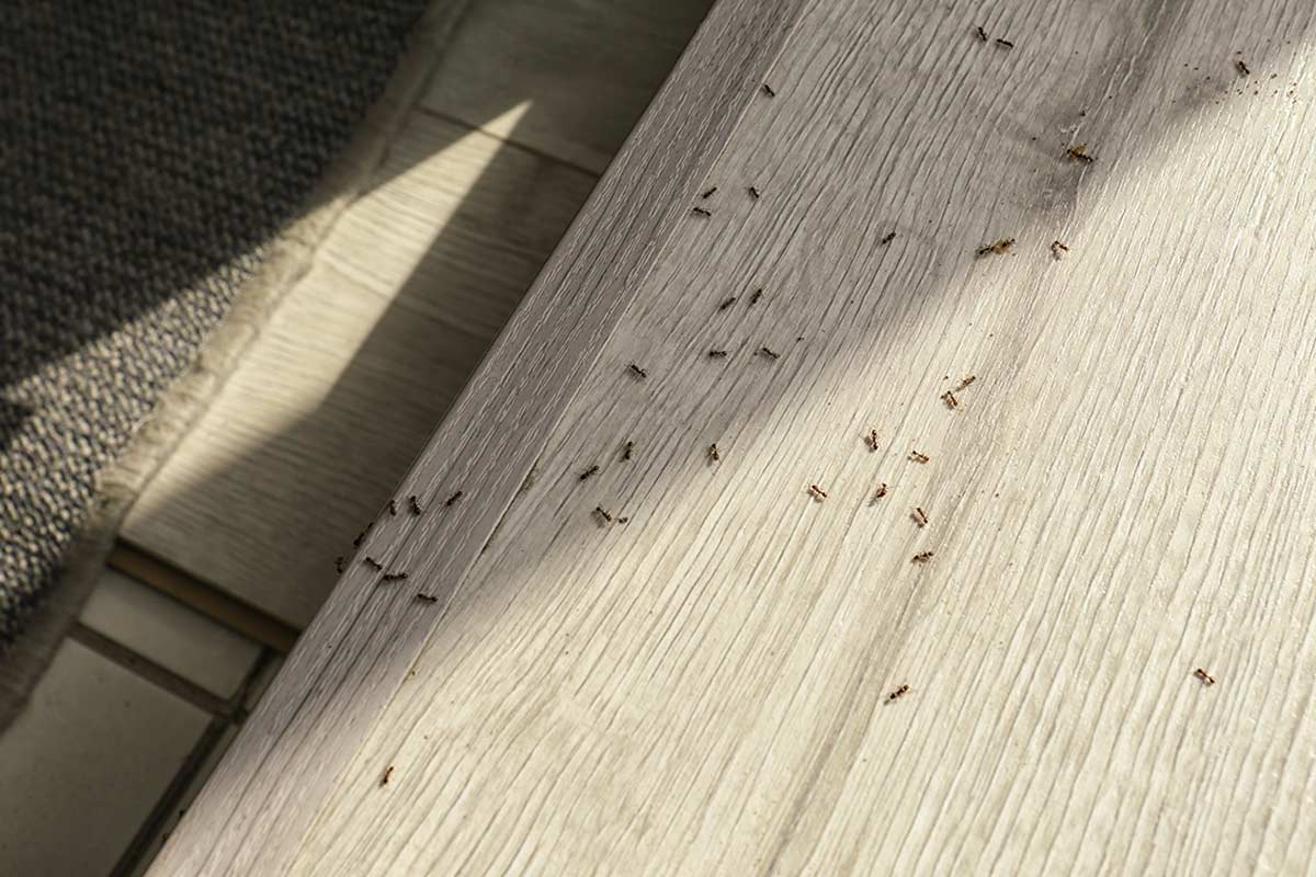 trucchi per allontanare le formiche da casa senza veleno