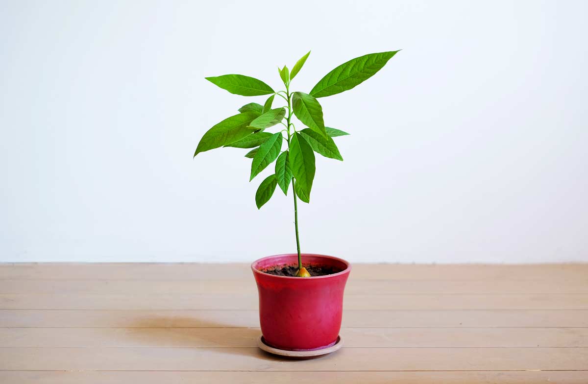 Come coltivare l'avocado in vaso.