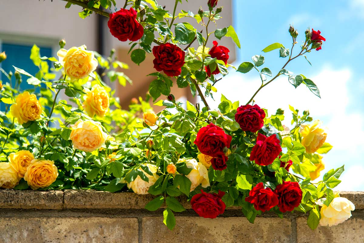 Cosa succede se togliamo le spine dalle rose.