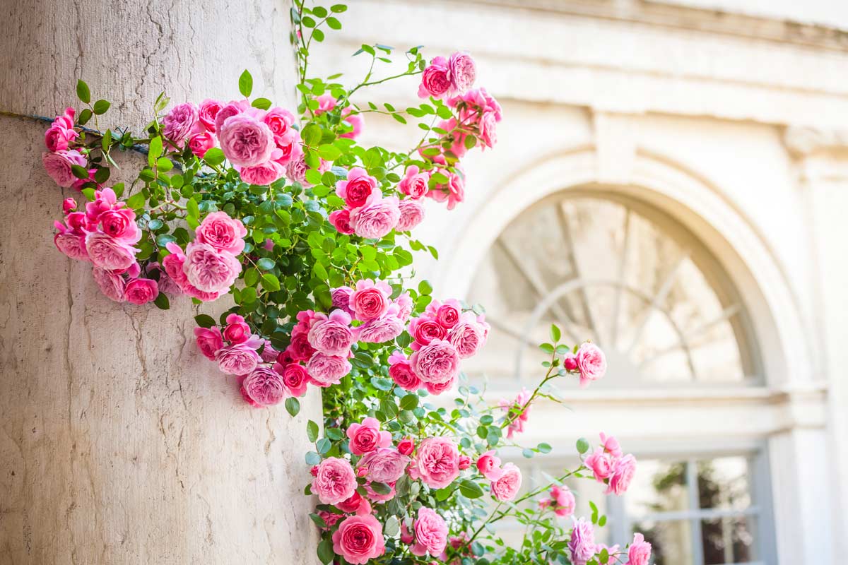 Cosa succede se togliamo le spine dalle rose.