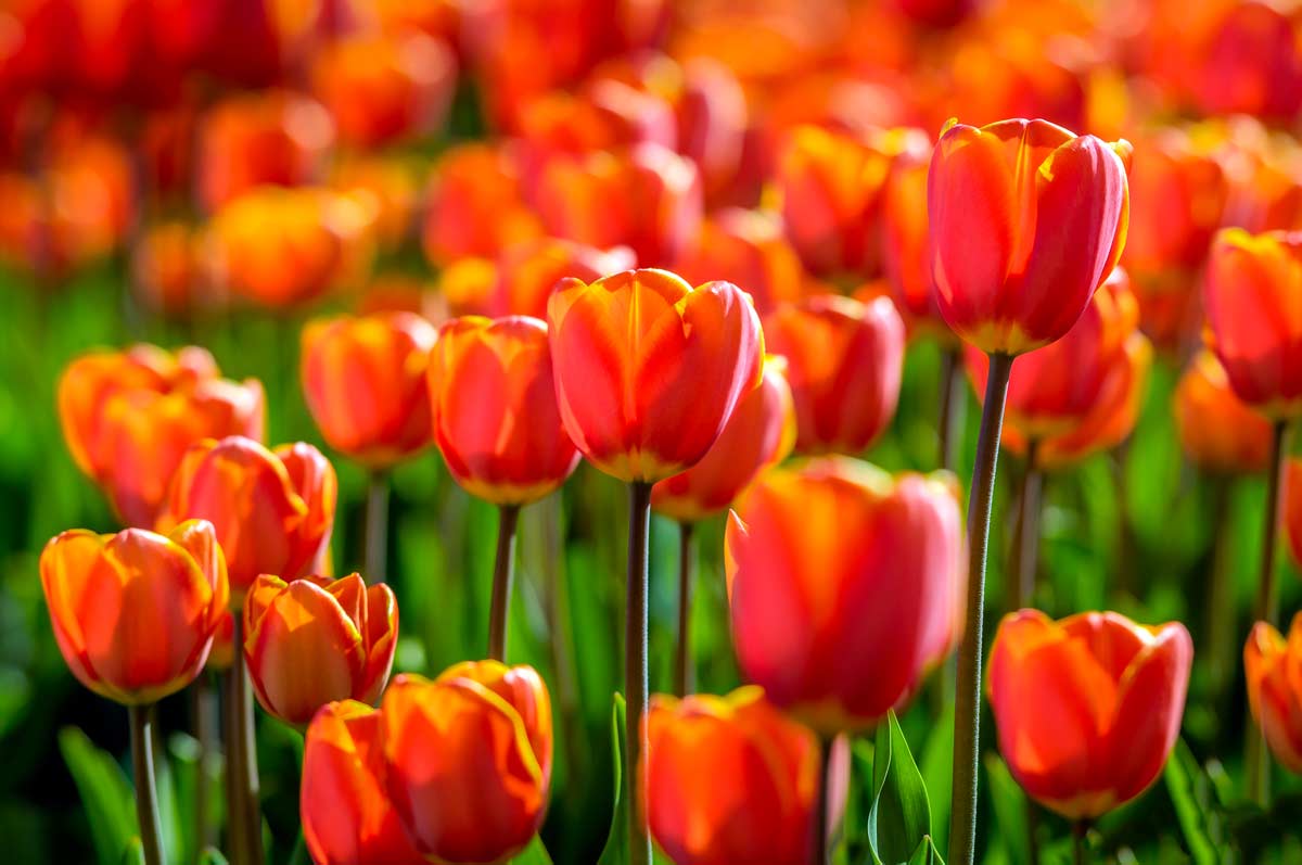 Cosa simboleggiano i tulipani.