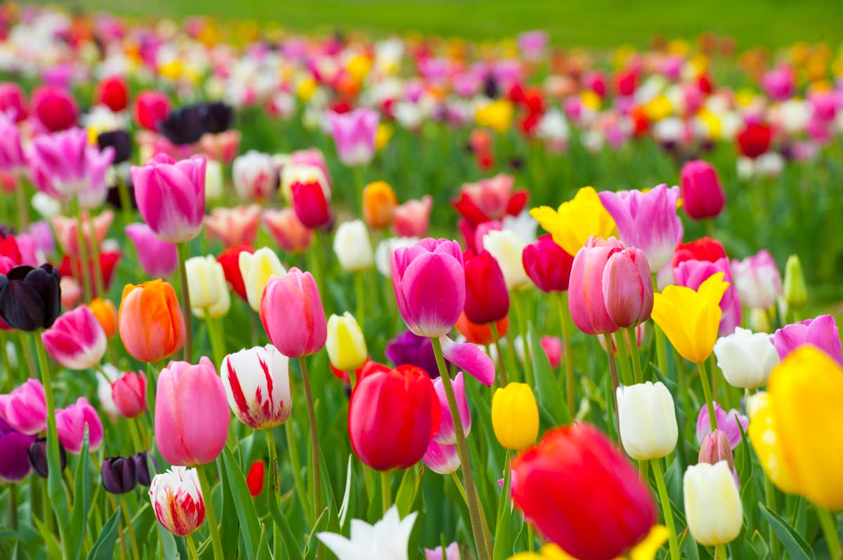 significati del colore dei tulipani