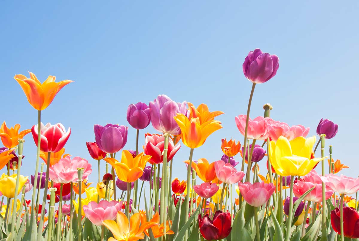 L'affascinante storia dei tulipani.