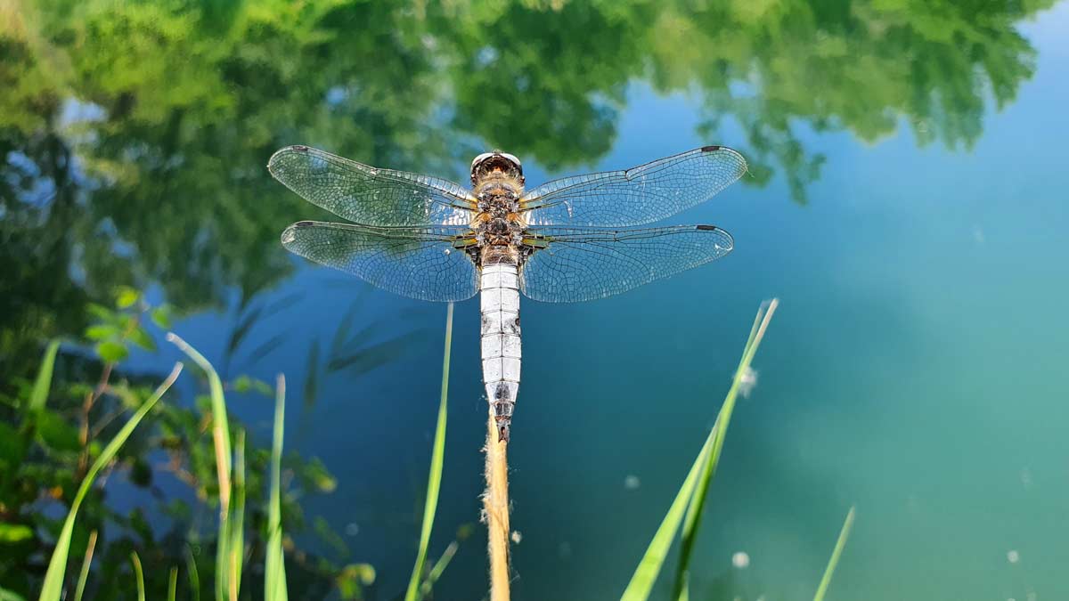 attirare le libellule in giardino