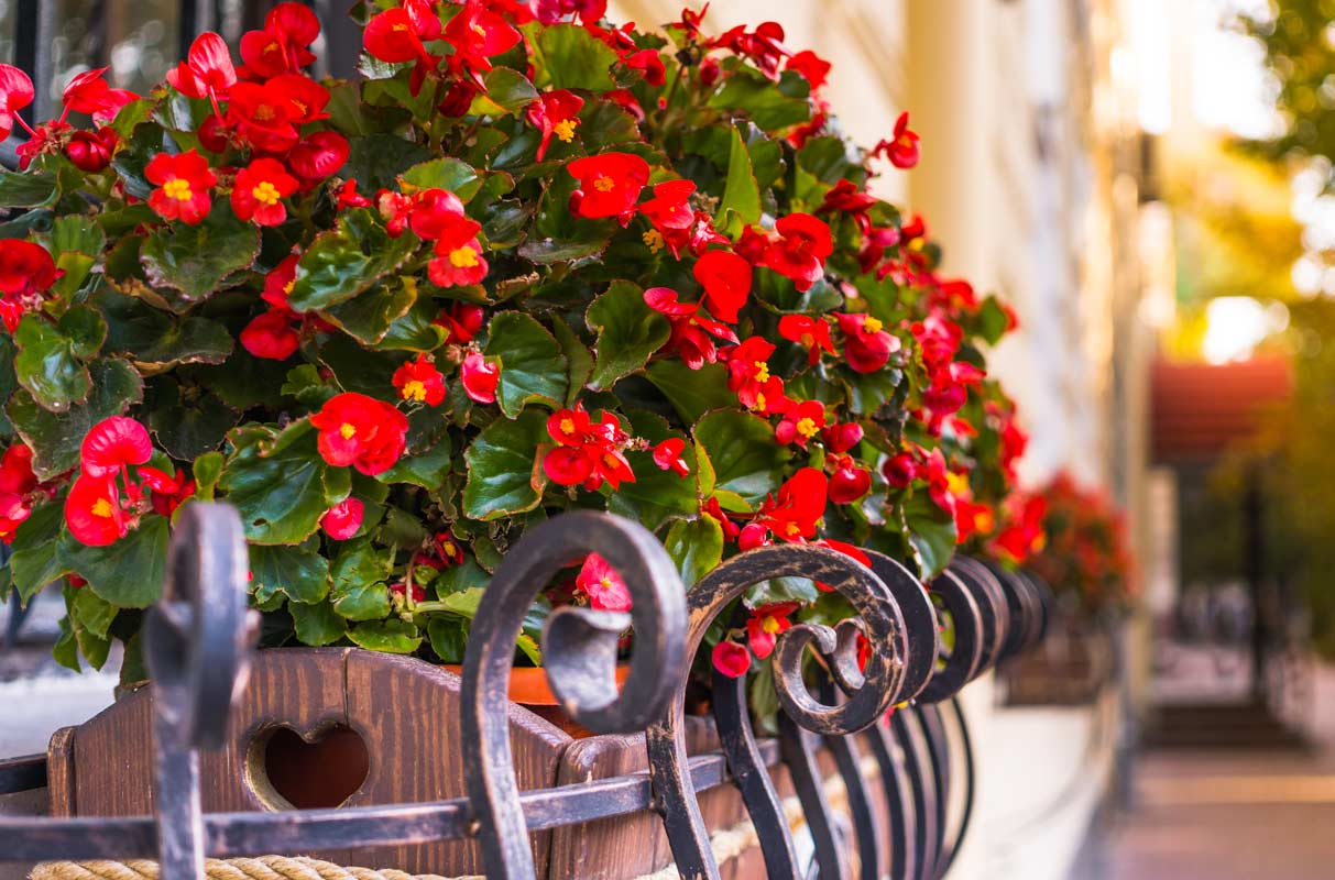 Un balcone fiorito in estate, ecco le piante da sole e da ombra.