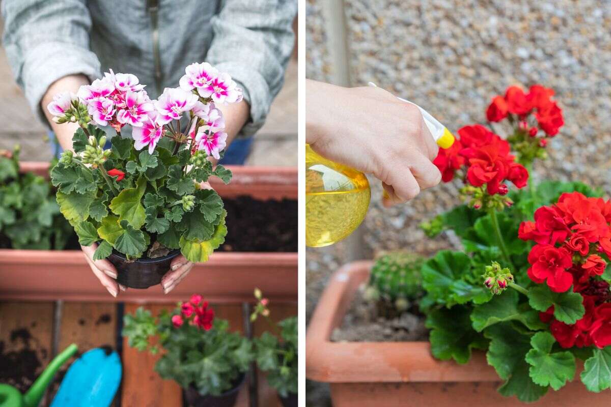 Coltivare il geranio in vaso non è mai stato così semplice: lasciatevi  guidare