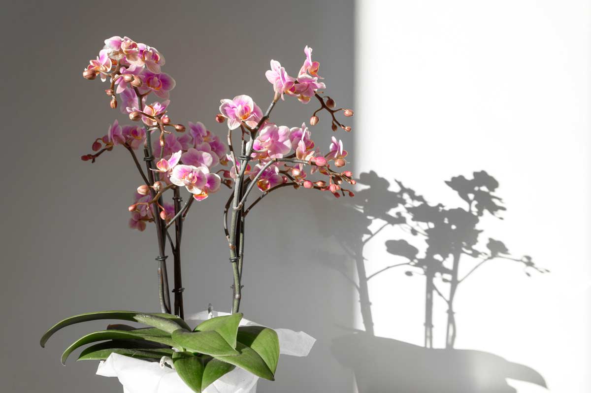 Come stimolare e far rifiorire le orchidee più volte durante l'anno.