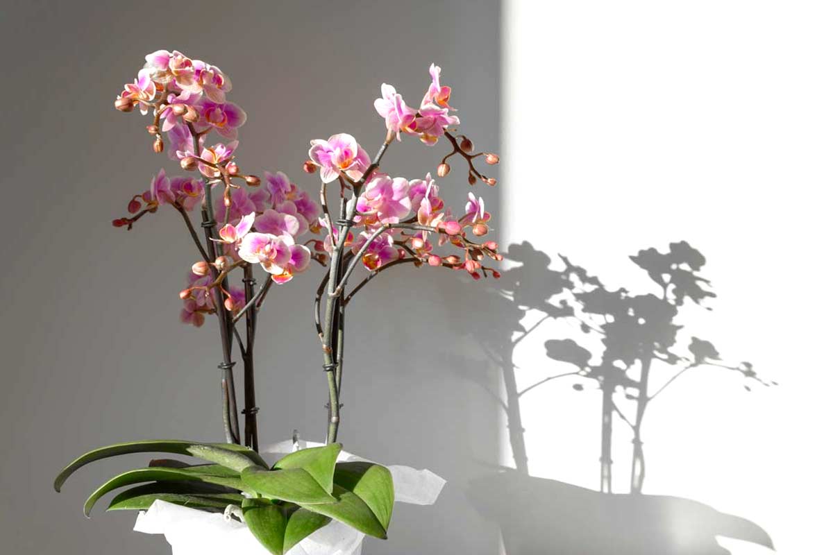 Come far rifiorire le orchidee più volte durante l'anno.