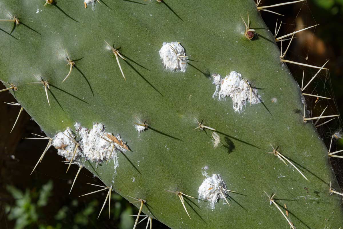 Debellare la cocciniglia con qualche rimedio naturale.