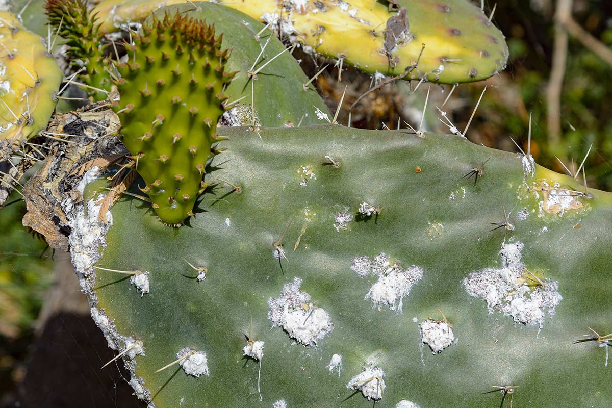 Debellare la cocciniglia con rimedio naturale.