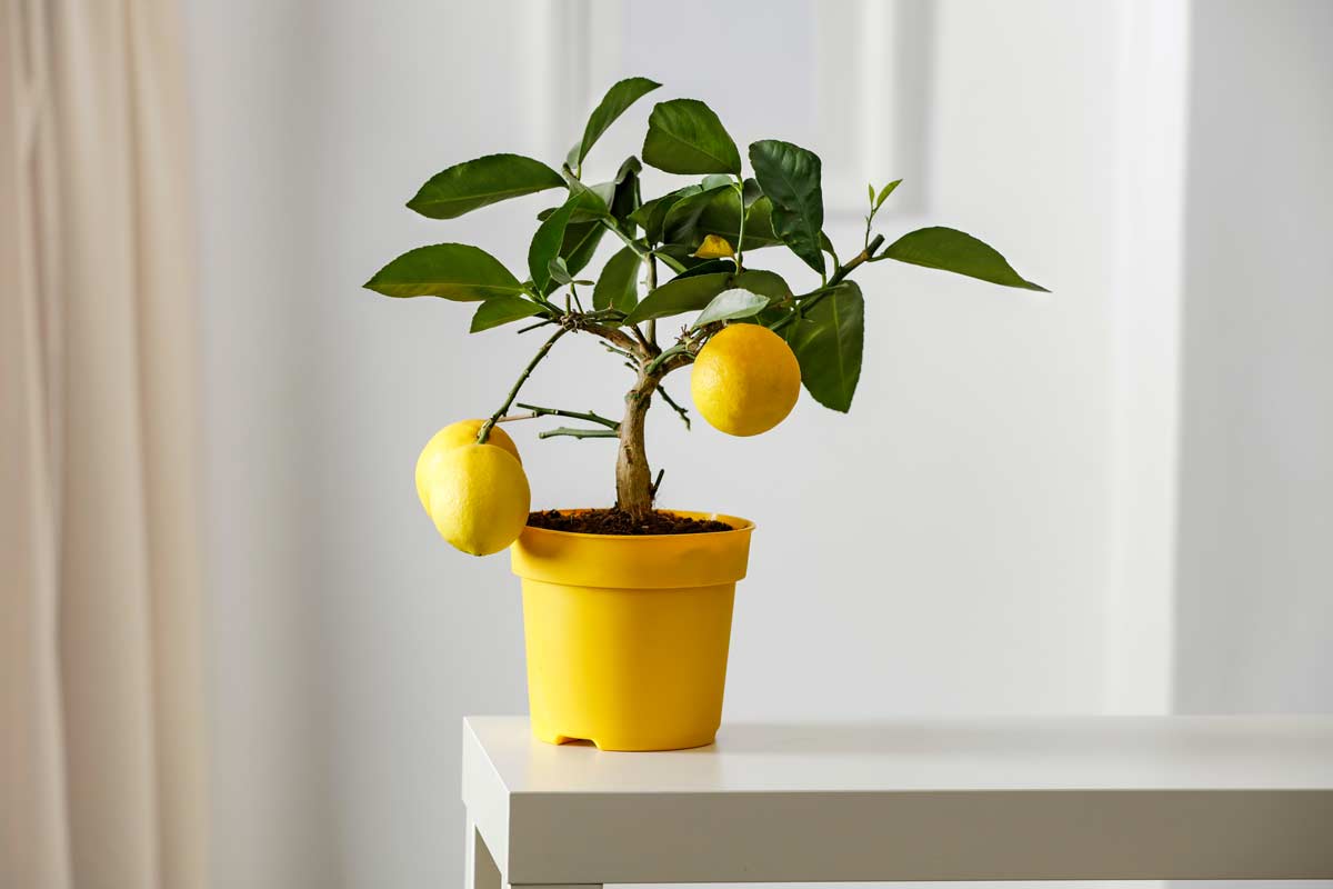 come far crescere un albero di limone in casa partendo dai semi