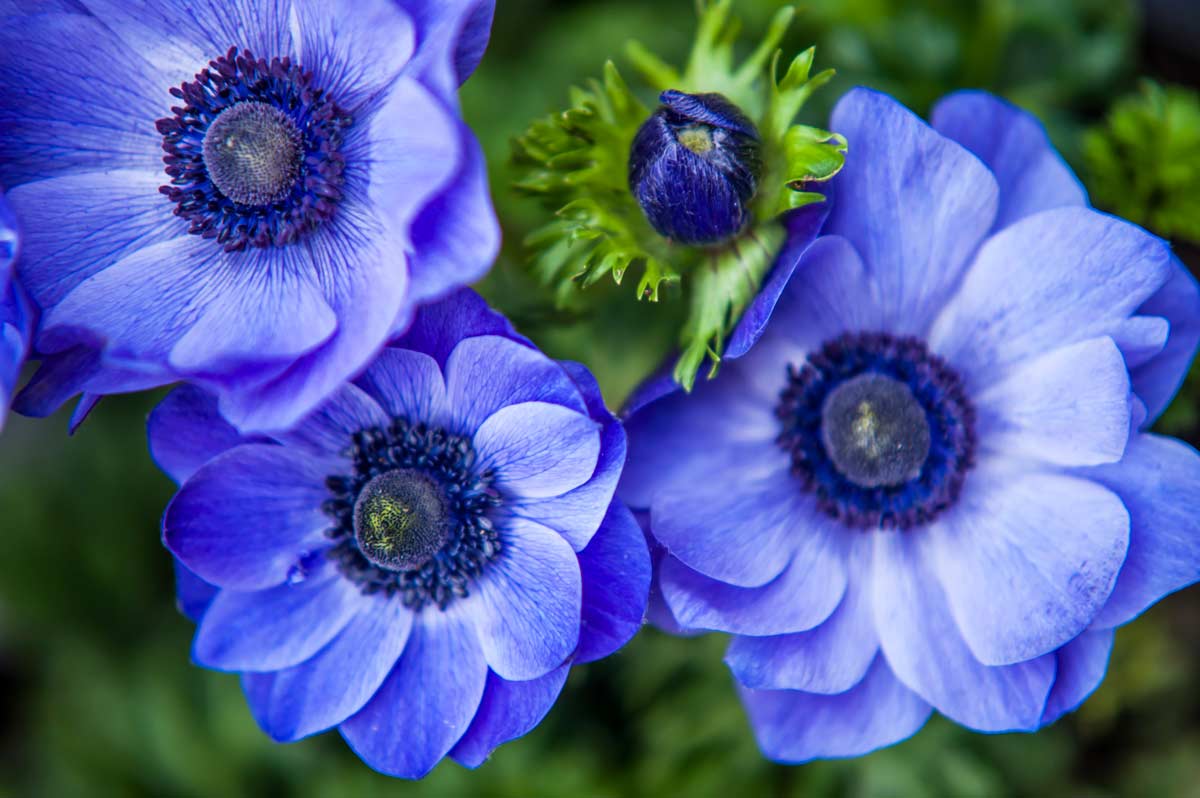 Piante con fiori blu.