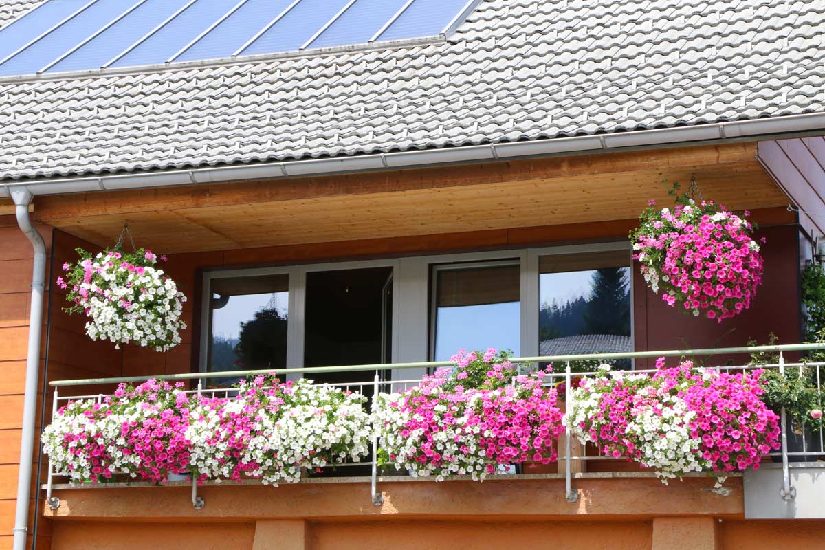 fiori super colorati per decorare balcone e giardino d'estate