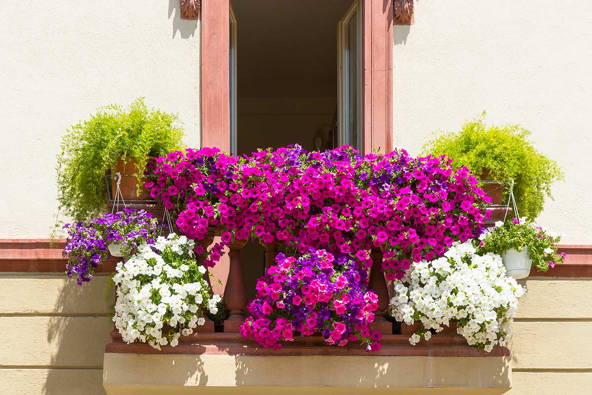 fiori fucsia che faranno risplendere il balcone