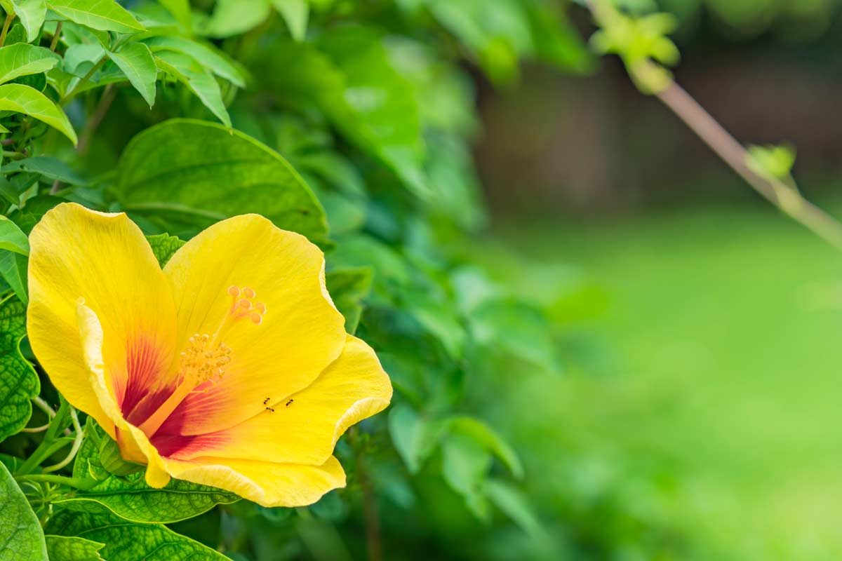 piante con fiori gialli