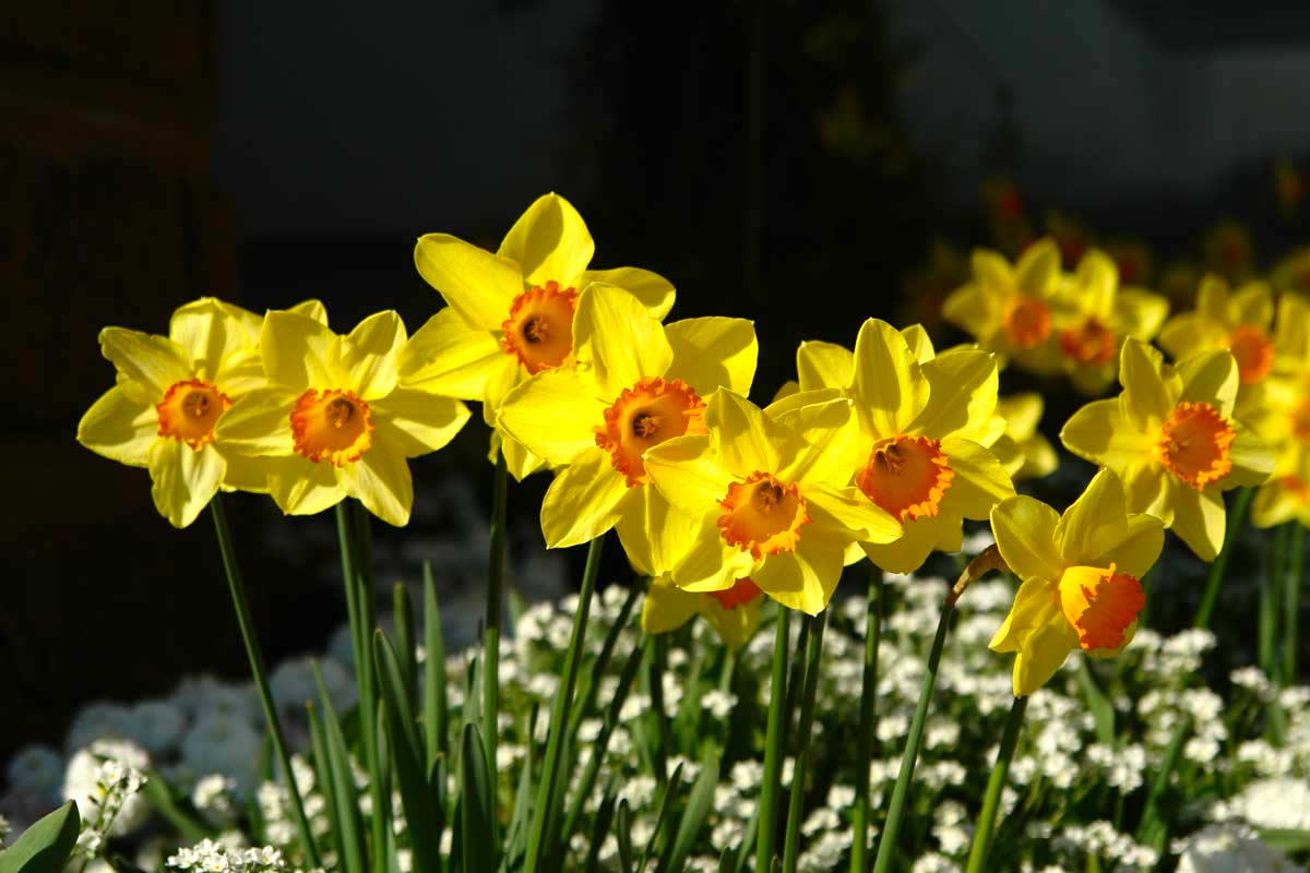 piante con fiori gialli