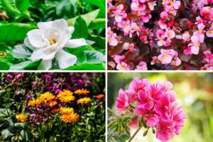 fiori-piu-belli-di-giugno