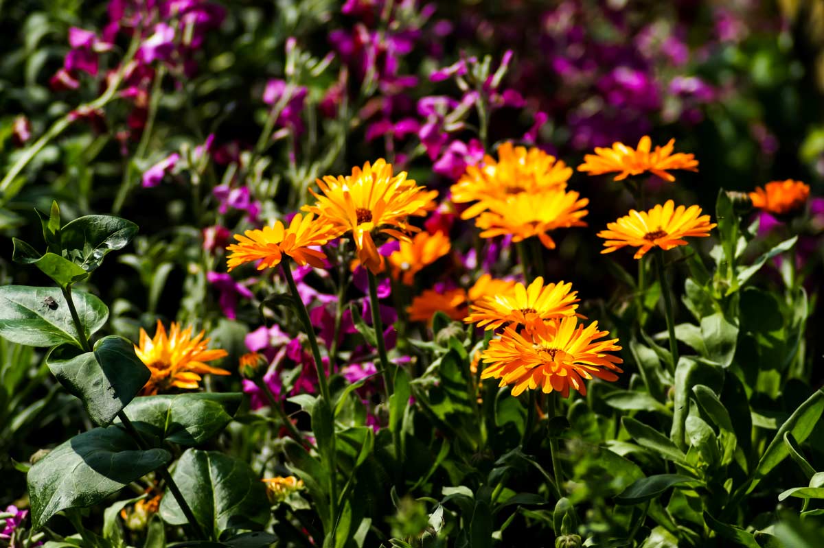 fiori più belli del mese di giugno