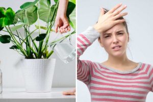 Innaffiare le piante: ecco i 10 errori da non commettere mai Innaffiare le piante, errori da non commettere.