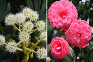 Pianta sempreverde con fiori colorati: scegliere le più belle per il giardino Pianta sempreverde con fiori colorati.