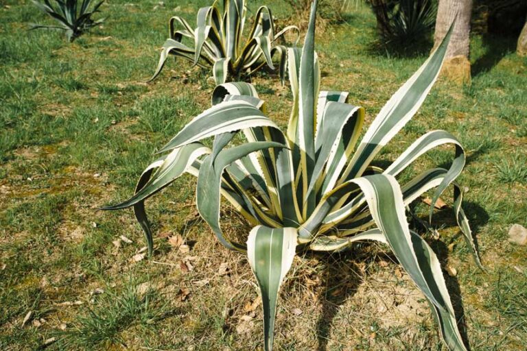 Piante grasse da esterno resistenti al freddo e al caldo: ecco 4 specie ...