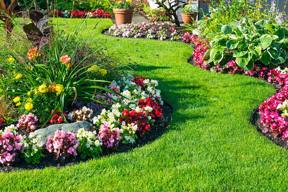 piante odorose per un giardino gradevolmente profumato