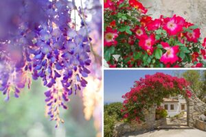 Piante rampicanti a crescita veloce: ecco le più belle per gli angoli del vostro giardino piante rampicanti a crescita veloce