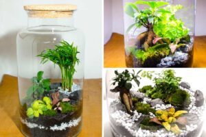 Come realizzare un piccolo terrario chiuso in un barattolo: ispiratevi Come realizzare un piccolo terrario chiuso in un barattolo.