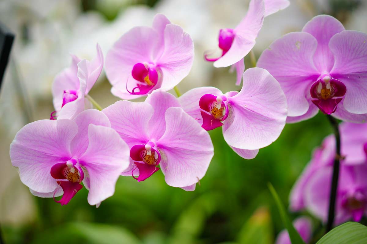 Varietà di orchidea per esterno