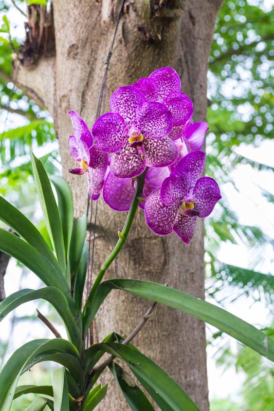 orchidea ideale per l'esterno, la vanda.