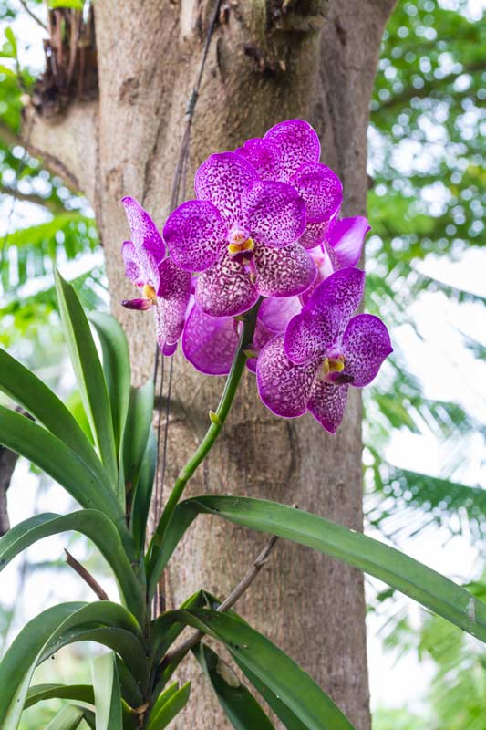 orchidea ideale per l'esterno, la vanda.