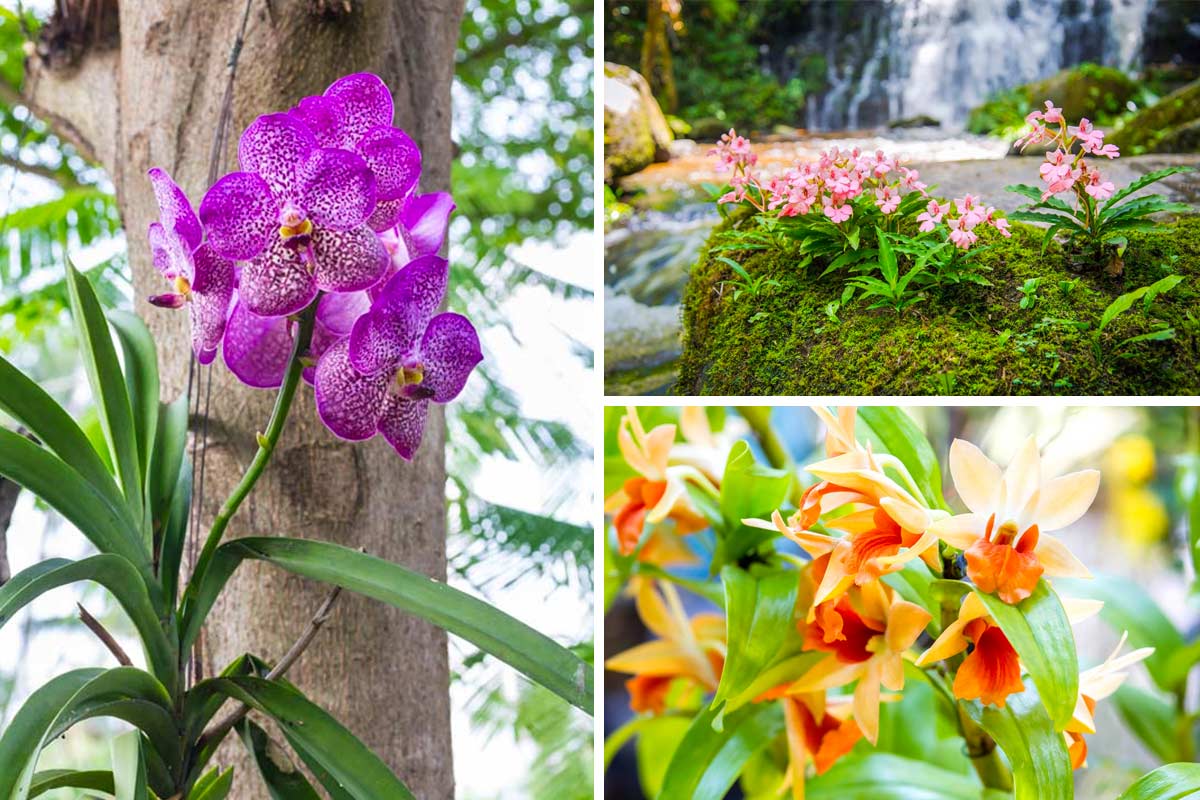 Varietà di orchidea da esterno.