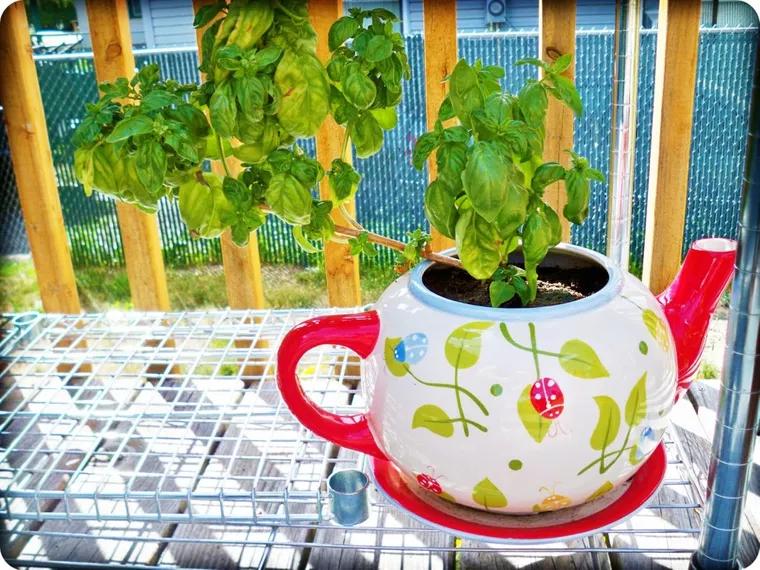 teapotplant