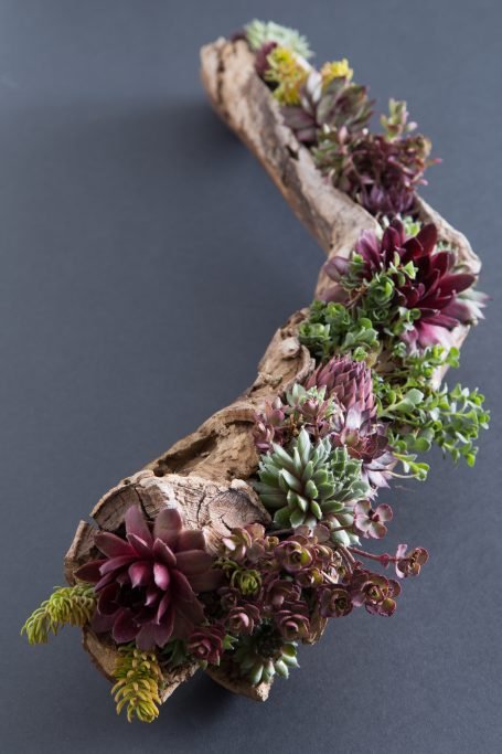 red green purple yellow succulents in driftwood planter