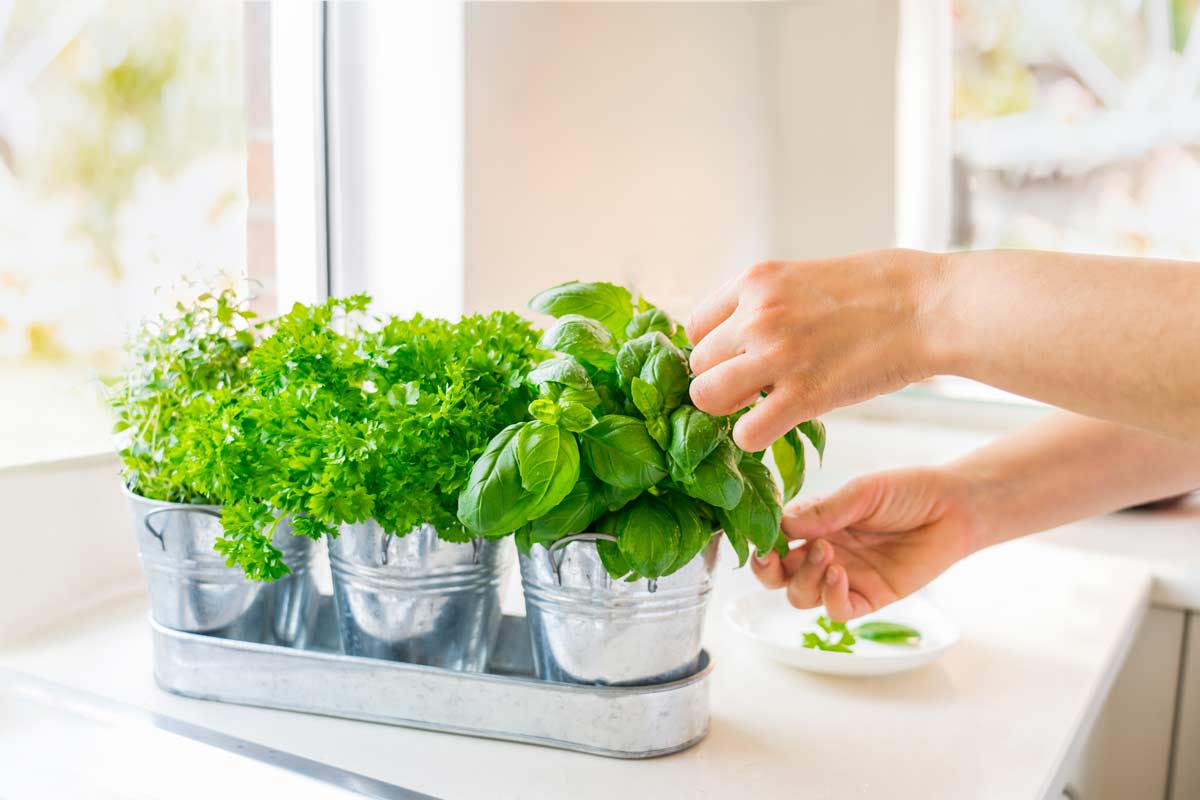 Come coltivare il basilico dal seme? Ecco i semplici trucchi per farlo crescere.