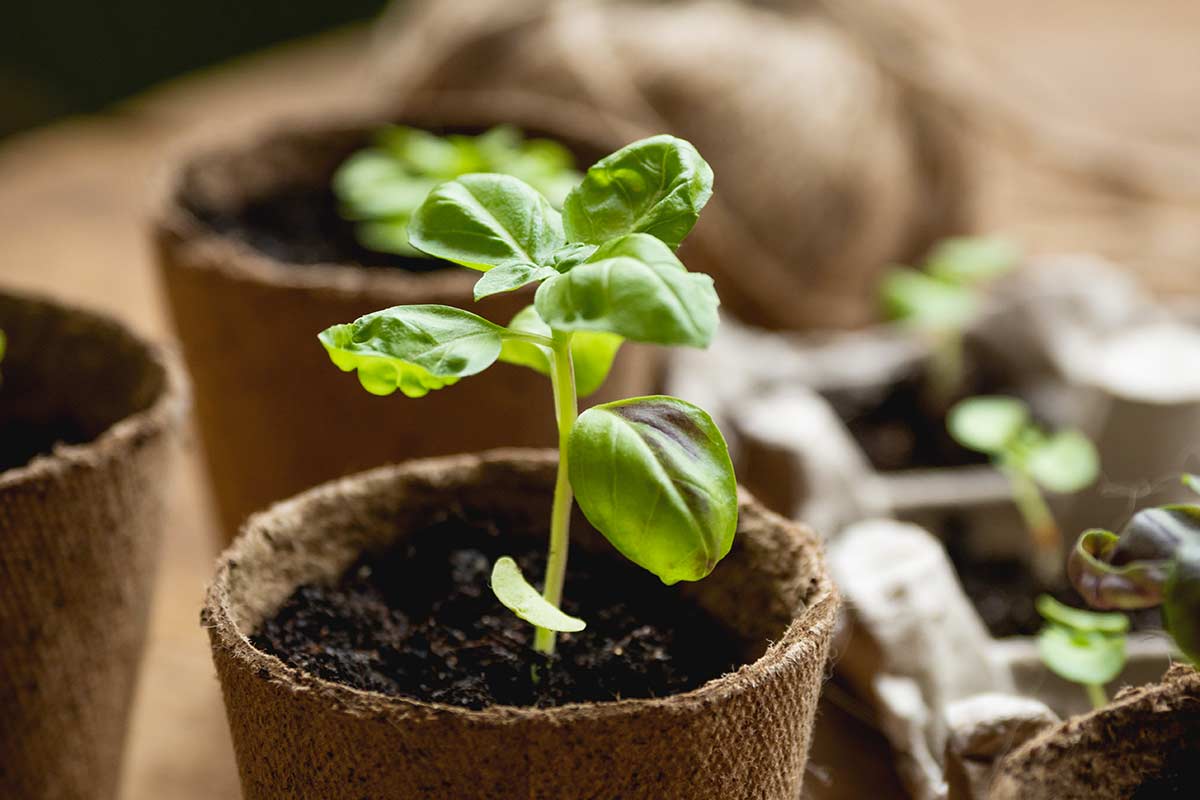 Come coltivare il basilico dal seme