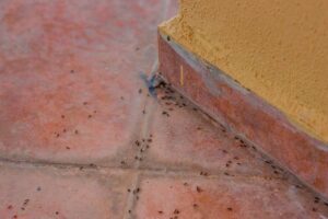 Come eliminare le formiche senza insetticida: ecco qualche repellenti naturali ed efficaci Come eliminare le formiche senza insetticida.