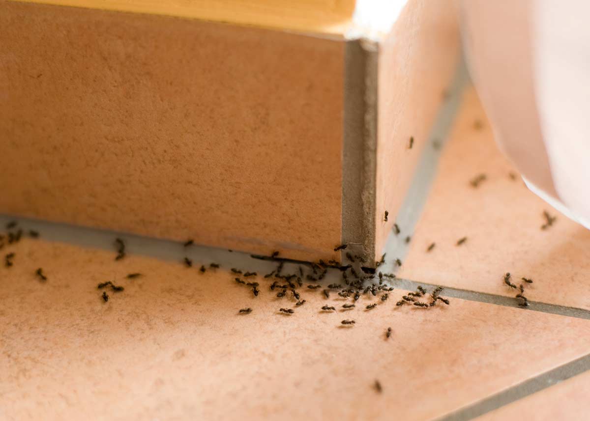 Come eliminare le formiche senza insetticida.