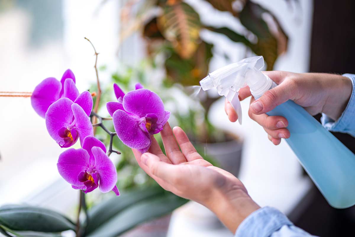 Come innaffiare correttamente le orchidee.