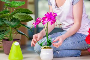 Il segreto per avere delle orchidee stupende sta nell'innaffiatura: ecco come farlo correttamente Come innaffiare correttamente le orchidee.