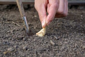 Quando l'aglio salva le tue piante: ecco come va usato come usare l'aglio per le piante